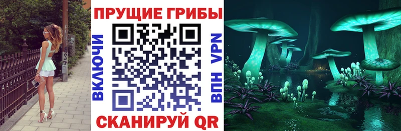 Галлюциногенные грибы Psilocybe  Новоалександровск 